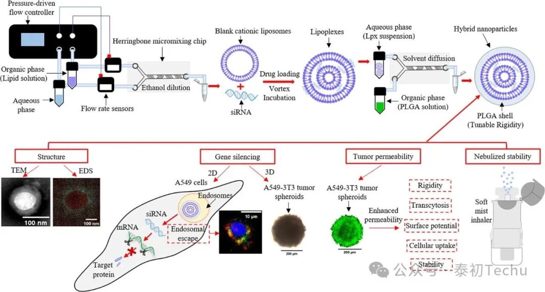 可调刚性PLGA壳-脂质核纳米颗粒在2D和3D肺癌细胞模型中增强肺siRNA递送