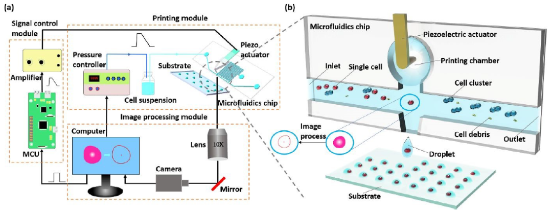 应用探析| 高速摄像机在单细胞分离技术中的应用