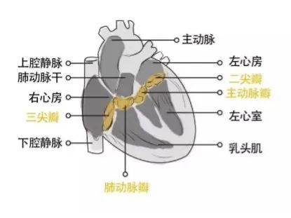 扫描电镜在人工心脏瓣膜材料中的应用