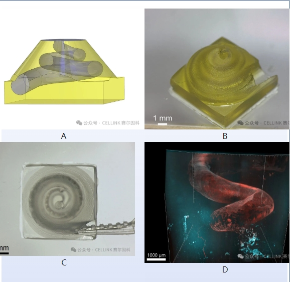 【客户焦点】3D生物打印水凝胶模型：革新听力评估技术