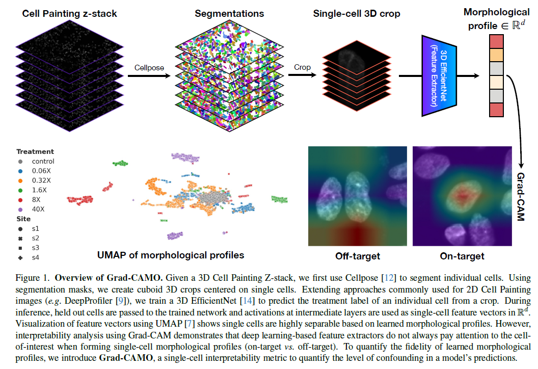 一种创新的三维细胞图像形态学评价系统